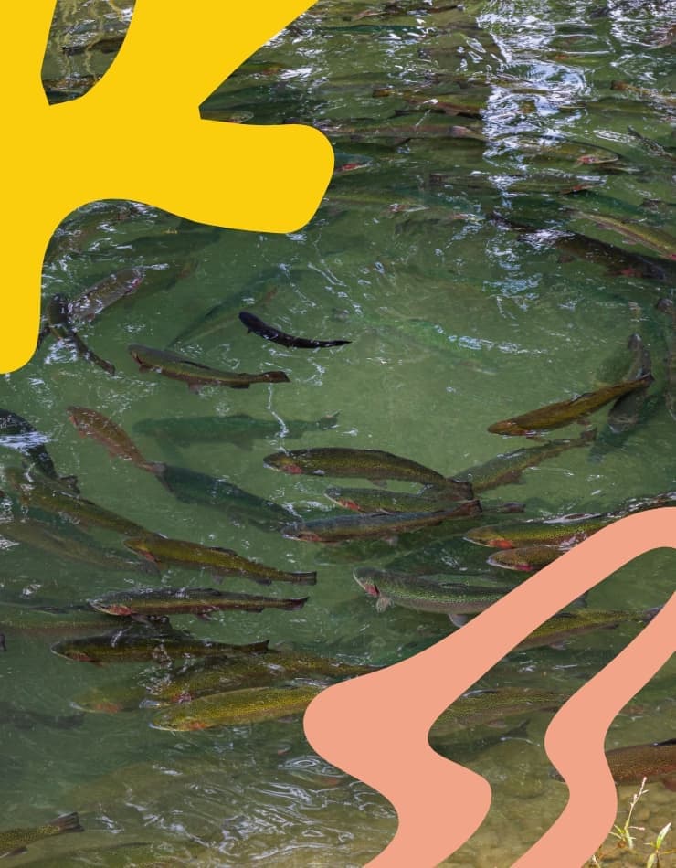 WildFish | Branding & Website Design | Steve Edge Design