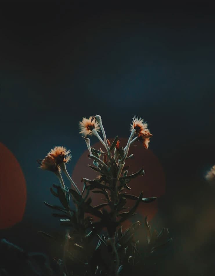 SpeyFly Spirits | Beverage Branding | Label Design | Packaging Design | Branding Agency | Work | Steve Edge Design